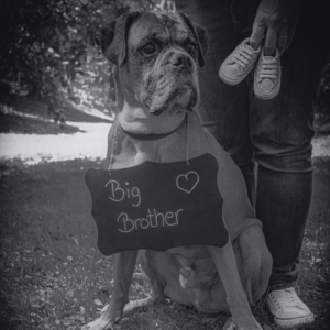 Abbildung von einem Hund, der ein Schild mit der Aufschrift 'Big Brother' um den Hals trägt